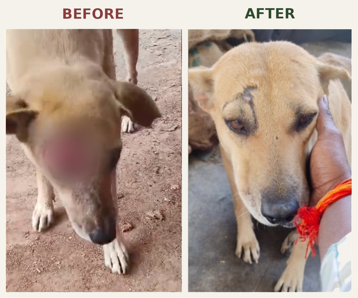 Dog before and after medical care