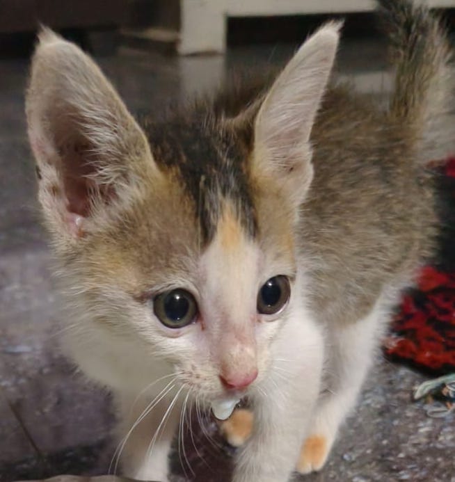 A small kitten with a bowl of milk
