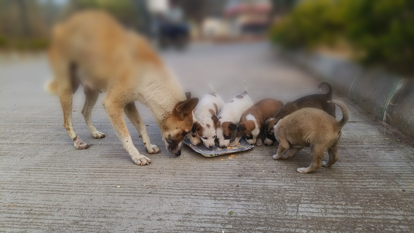 A mother dog and her puppies eating together